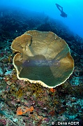Petrosia nigricans Eponge grise lamellaire Ambiance-Wakatobi Sawa Cornucopia-30m-20180528-Denis-ADER-DSC_1435_tn